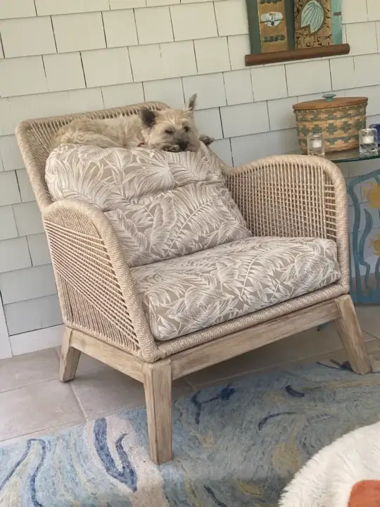 Porch Chair cushions approved of by Barkley the dog. Cushions fabricated by Joe Gramm of Cape Cod Upholstery Shop | South Dennis, MA 02660