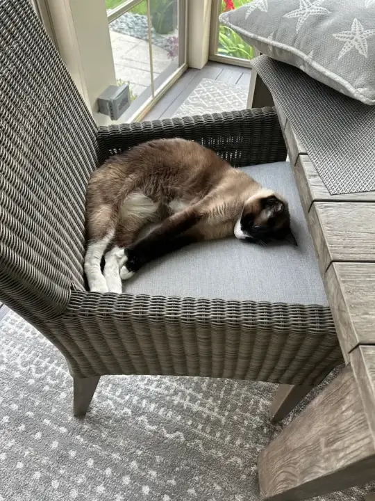 Purr-fect cushion for a cat. Cushion fabricated by Joe Gramm of Cape Cod Upholstery Shop | South Dennis, MA 02660